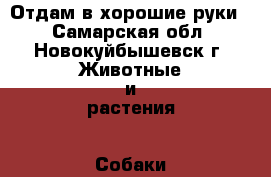 Отдам в хорошие руки  - Самарская обл., Новокуйбышевск г. Животные и растения » Собаки   . Самарская обл.,Новокуйбышевск г.